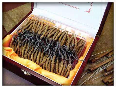 永安冬虫夏草回收